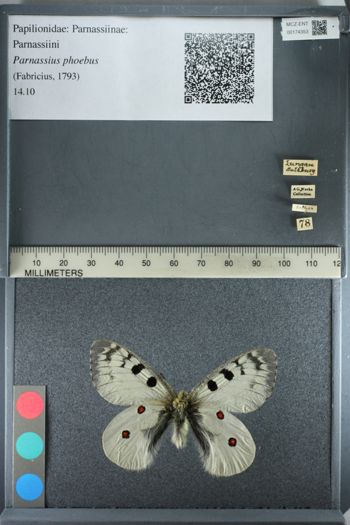 Media type: image;   Entomology 174353